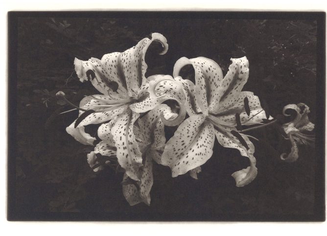 TIGER LILIES OF THE ISLAND/ 2015/ Carbon print/ 20.0×30.2㎝