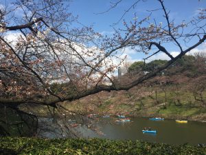 千鳥ヶ淵の桜 3月27日